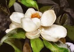 magnolia