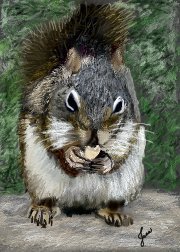 squirrel