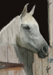 white  horse