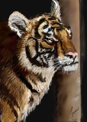 young tiger