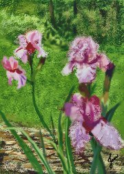  Iris
