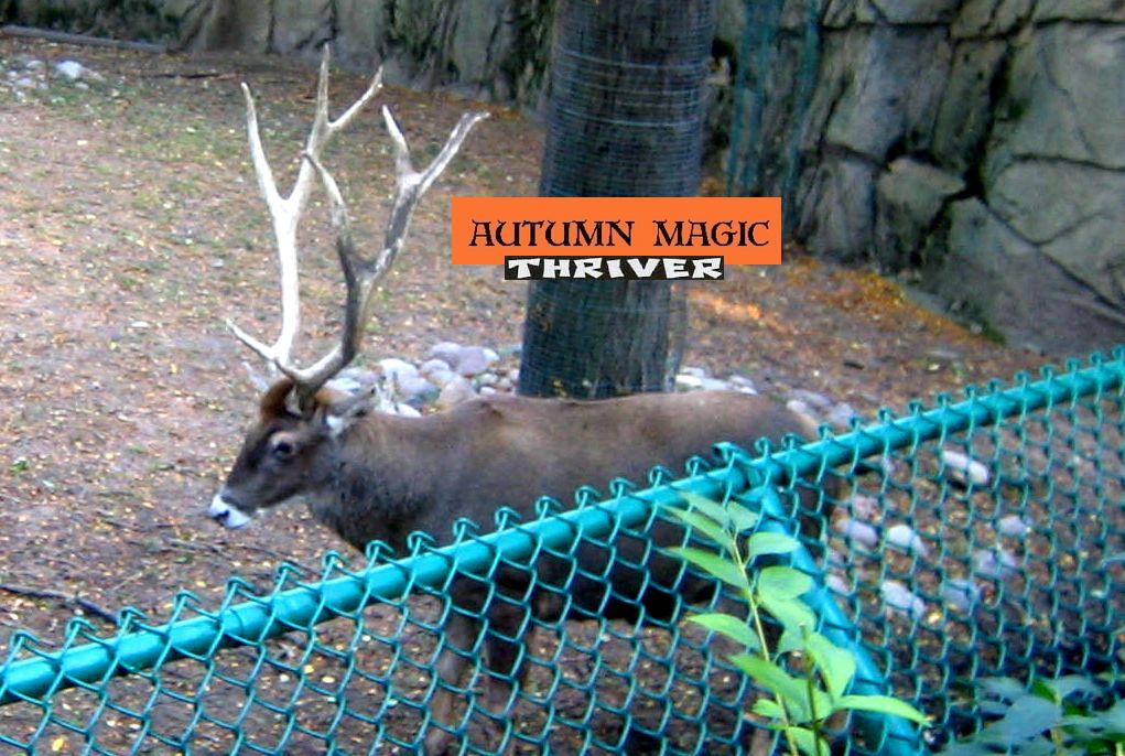 awesome antlers of autumn...