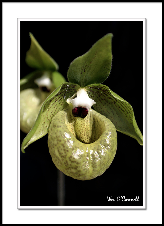 Paphiopedilum Malipoense