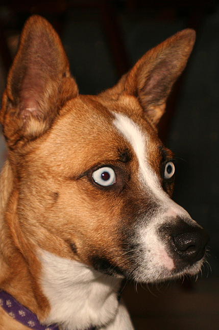 Dingo
