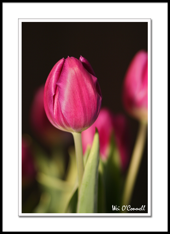 Purple Tulips