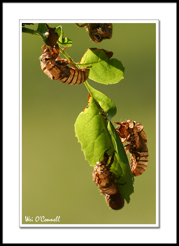 Cicada Shells