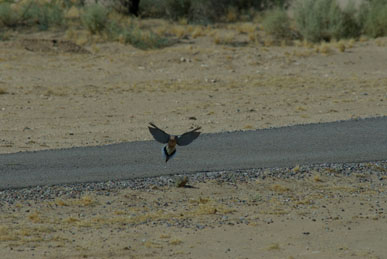 DSC_4921R10UnprocNoExp.jpg