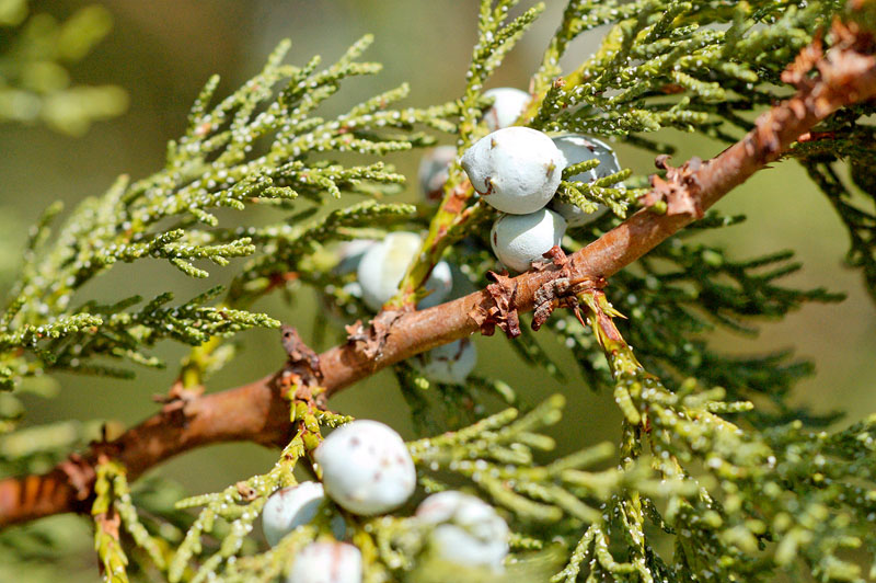 Juniper Berries