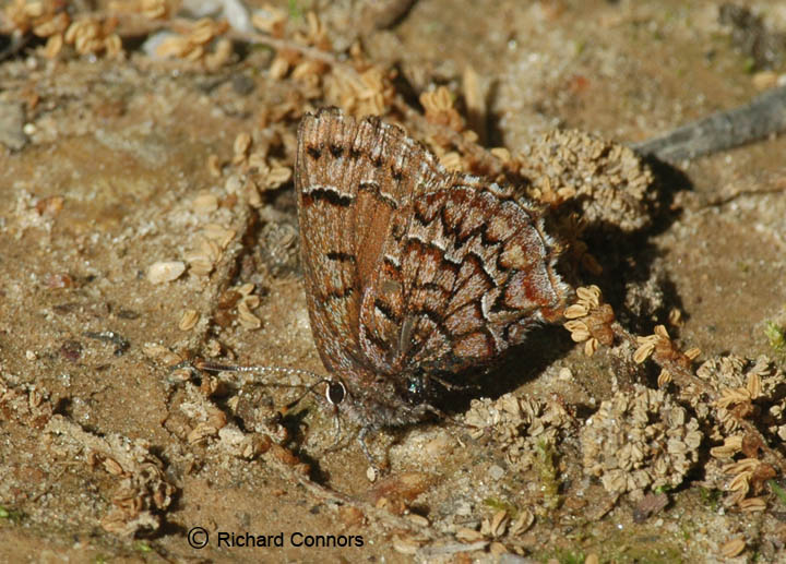 E. Pine Elfin