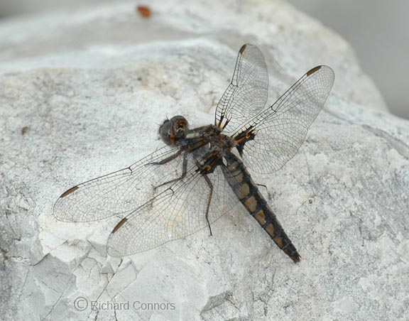 Blue Corporal (L. deplantata) F