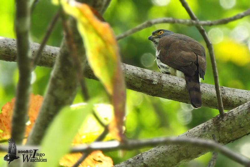 Adult Sulawesi Goshawk