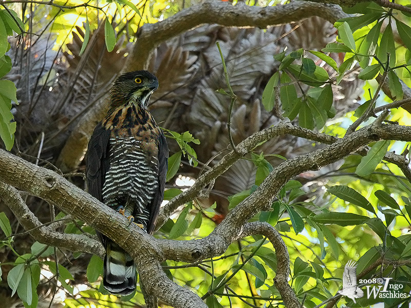Adult Sulawesi Hawk-Eagle