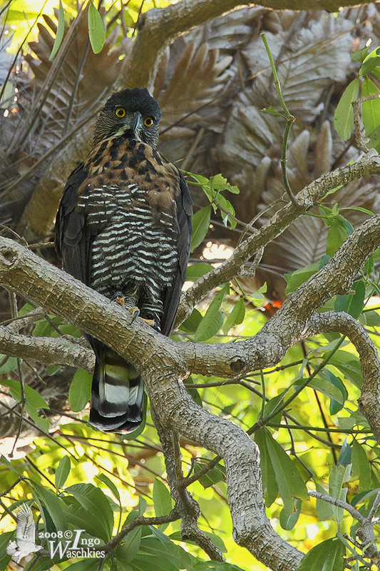 Adult Sulawesi Hawk-Eagle