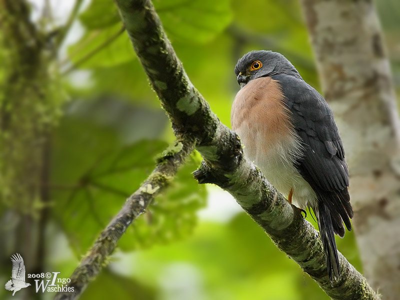 Female Dwarf Sparrowhawk