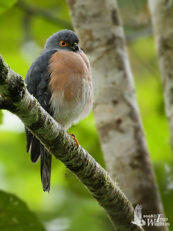 Female Dwarf Sparrowhawk