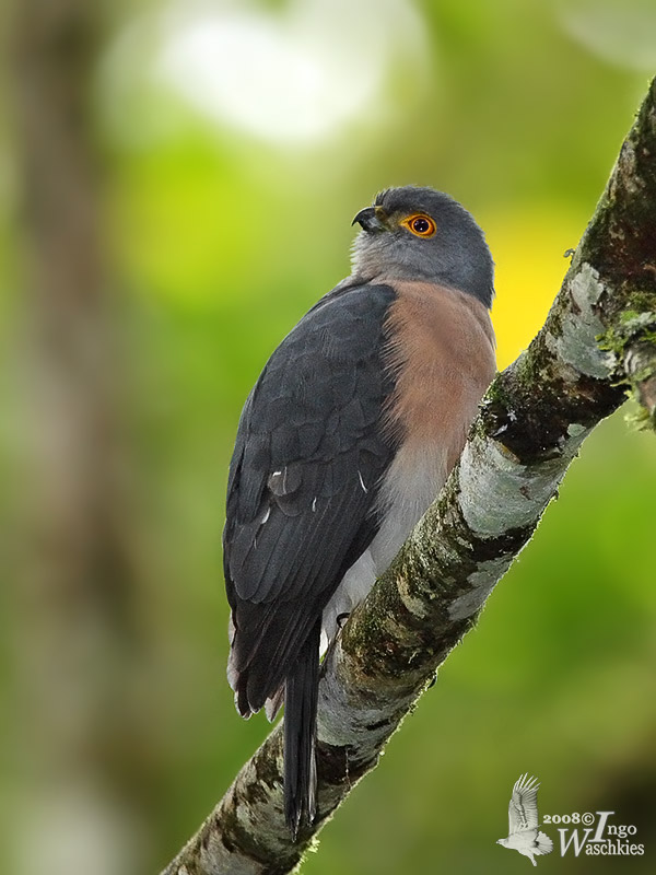 Female Dwarf Sparrowhawk