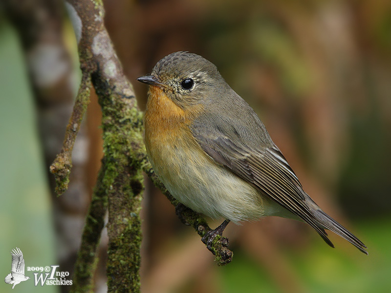 Adult female Mugimaki Flycatcher