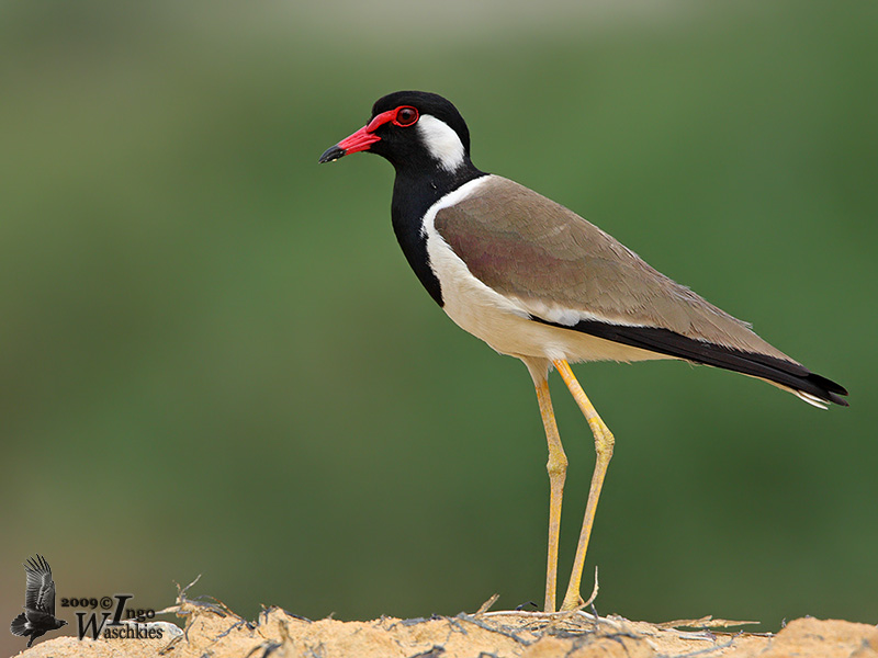 Charadriidae