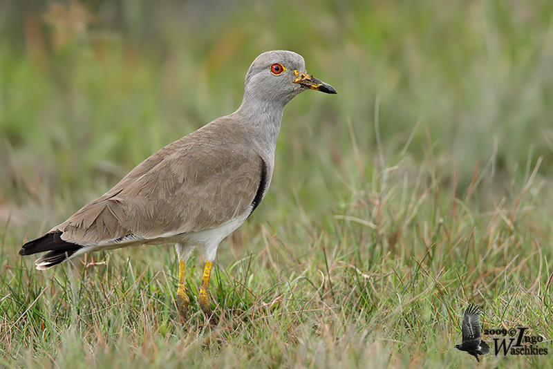 Adult Grey-headed Lapwing