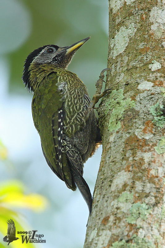 Adult female Laced Woodpecker