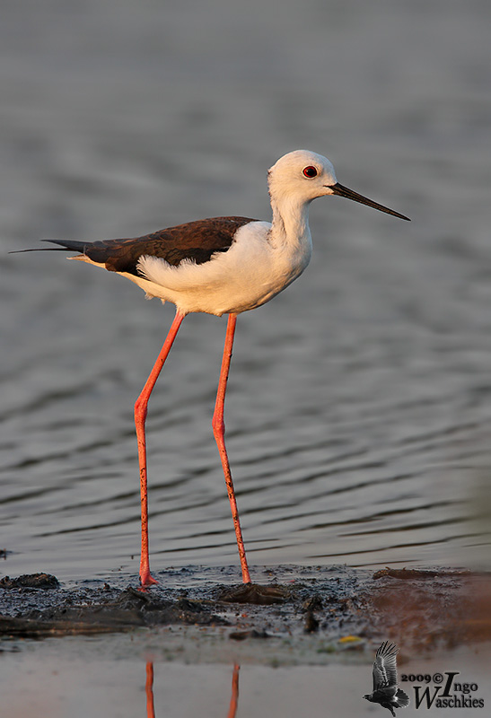 Female Black-winged Stilt at sunset