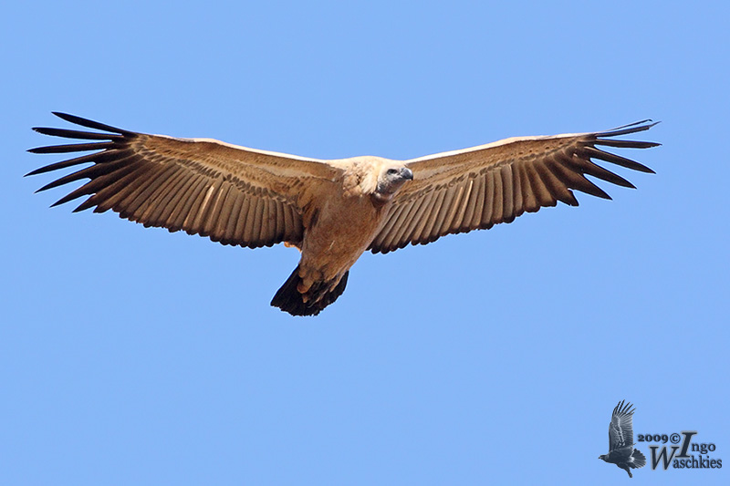 Juvenile Cape Vulture