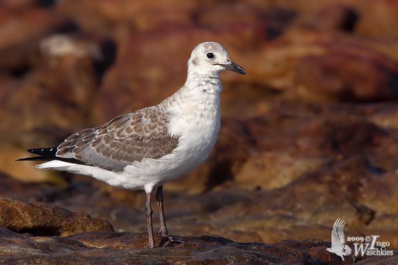 Juvenile Hartlaubs Gull