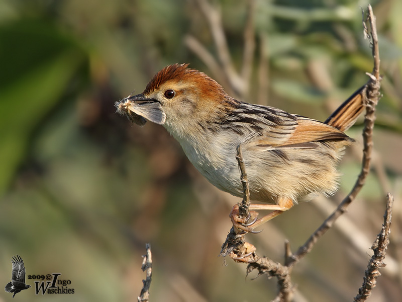 Adult Levaillants Cisticola