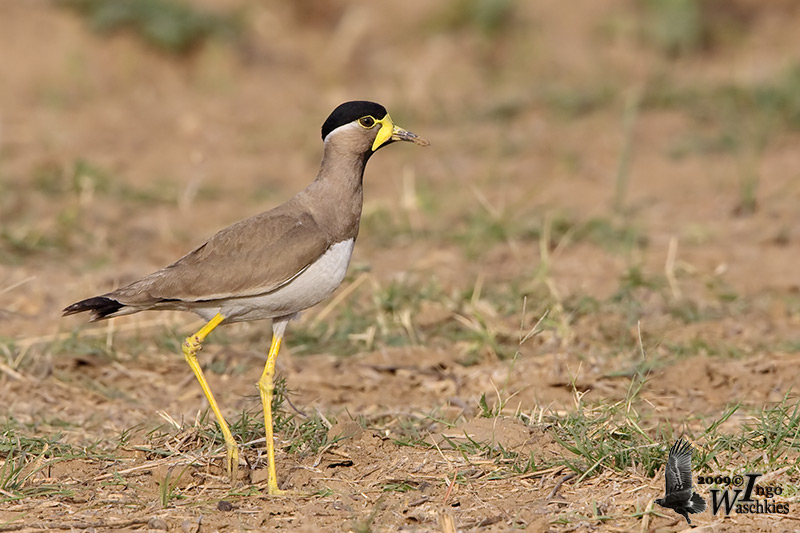 Adult Yellow-wattled Lapwing