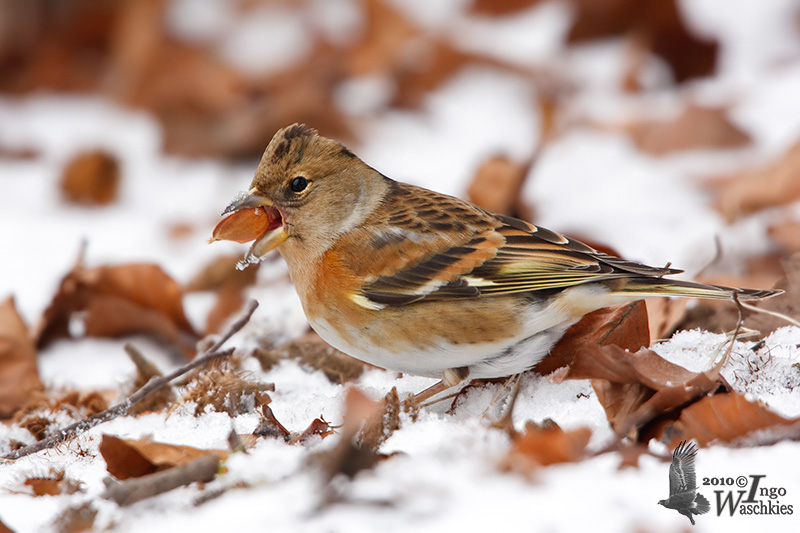 Female Brambling in non-breeding plumage