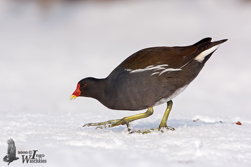 Adult Common Moorhen