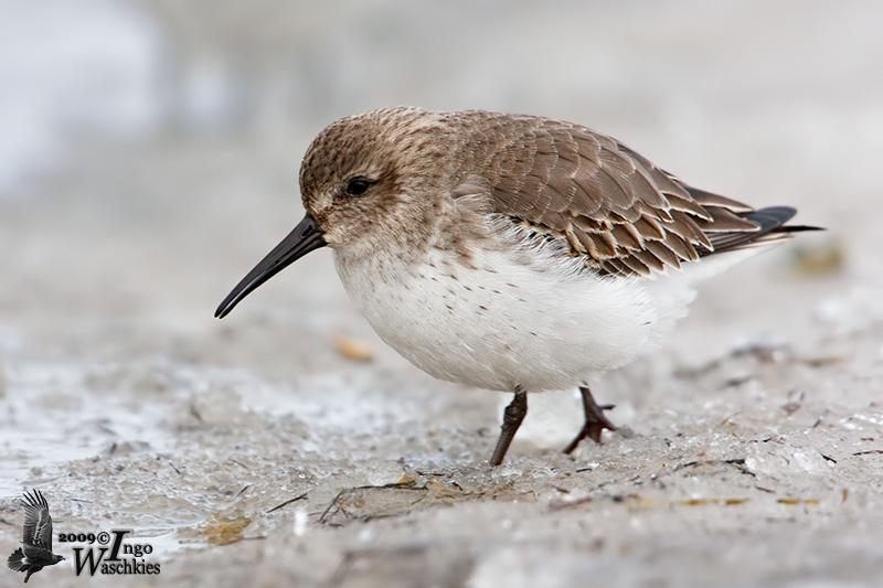 Immature Dunlin (first winter)