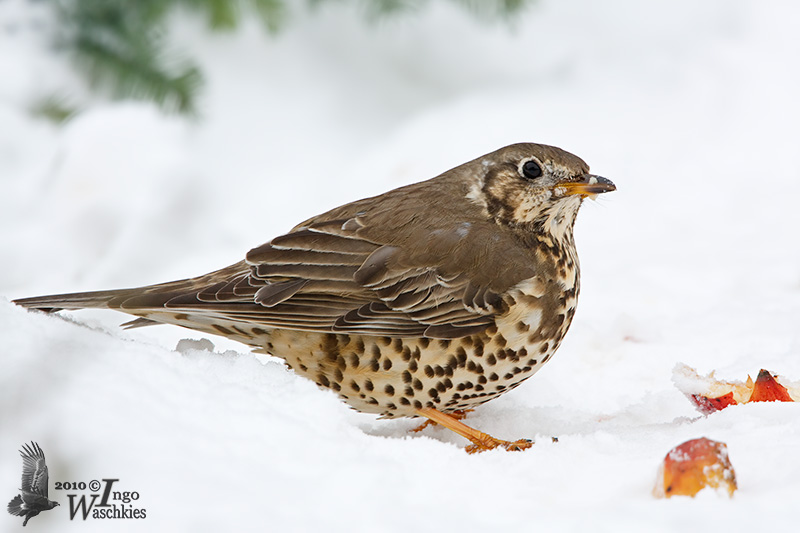 First winter Mistle Thrush