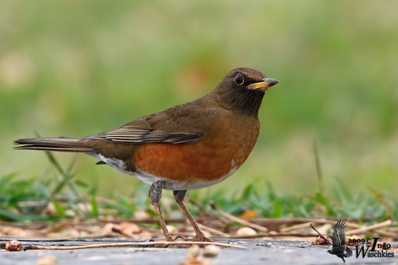 Adult male Brown-headed Thrush