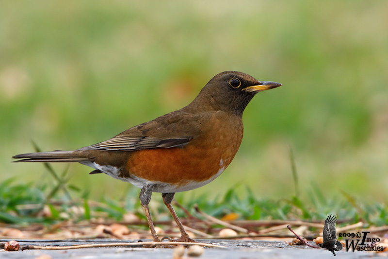 Adult male Brown-headed Thrush
