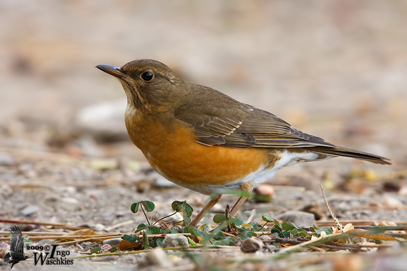 Immature female Brown-headed Thrush