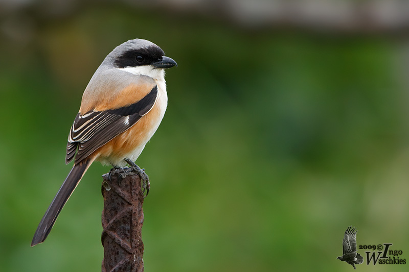 Adult Long-tailed Shrike (ssp. schach)