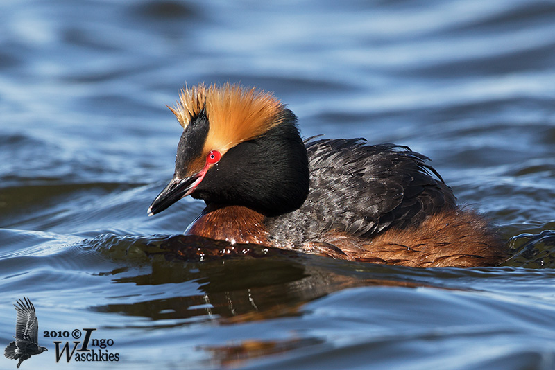 Adult Horned Grebe (ssp.  auritus )