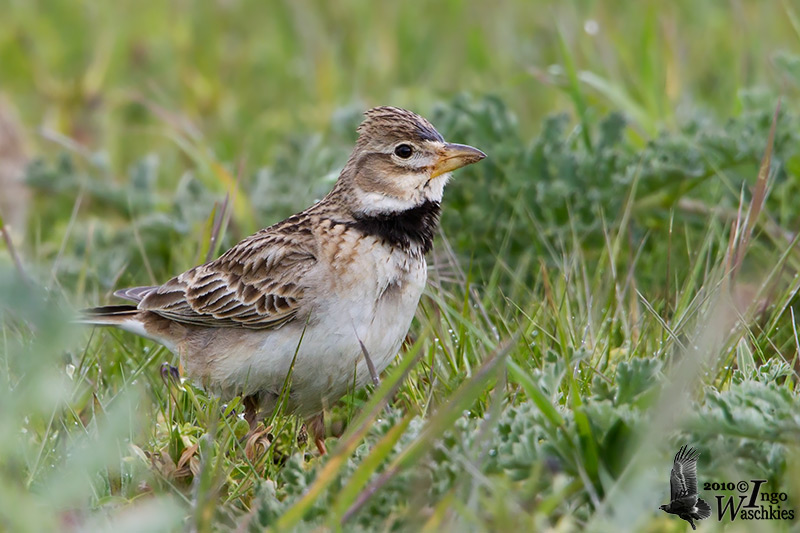 Adult Calandra Lark