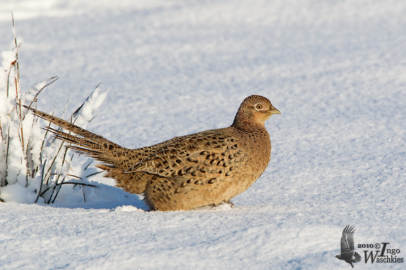 Female Common Pheasant