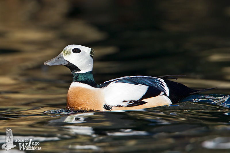 Adult male Steller's Eider in breeding plumage