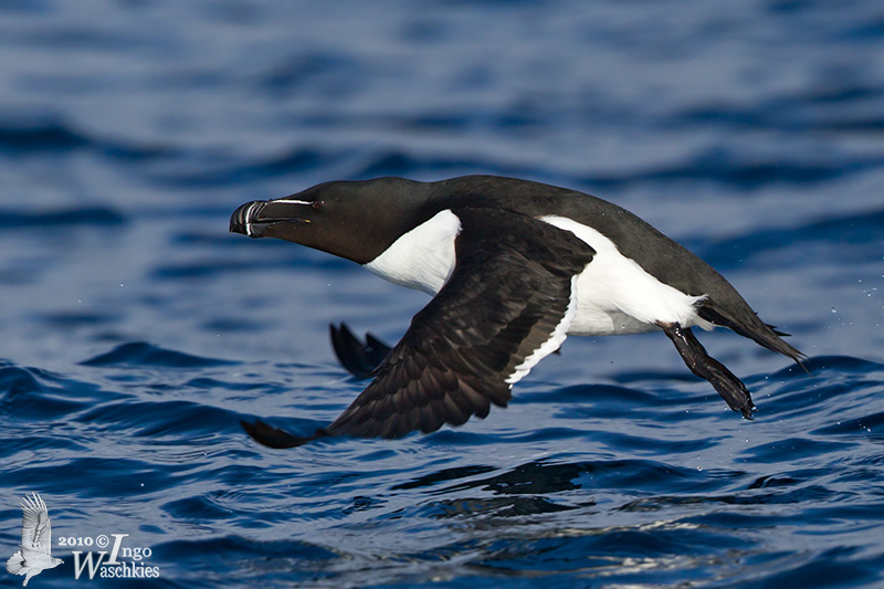 Adult Razorbill