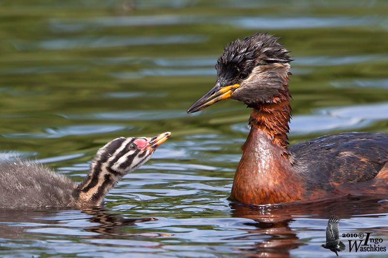 Adult Red-necked Grebe (ssp. grisegena ) with chick