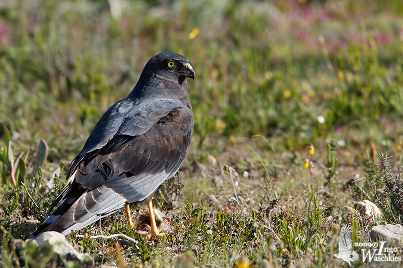 Immature Black Harrier (2nd year)