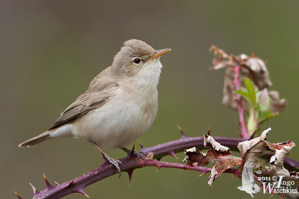 Adult Eastern Olivaceous Warbler (ssp.  elaeica )