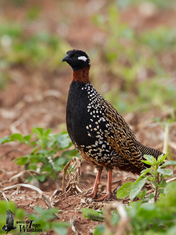 Adult male Black Francolin (ssp.  francolinus )