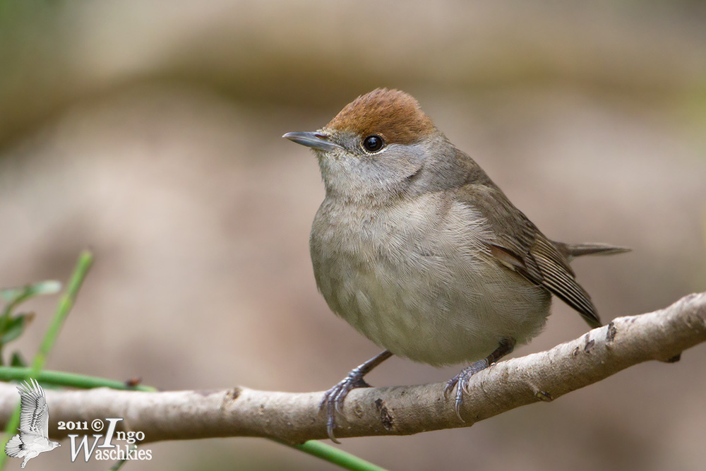 Adult female Eurasian Blackcap (ssp.  atricapilla )