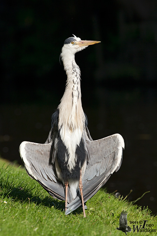 Adult Grey Heron (ssp.  cinerea )