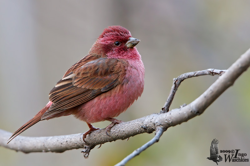 Adult male Pink-browed Rosefinch