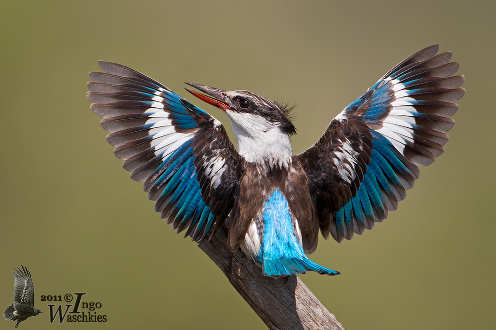 Adult male Striped Kingfisher